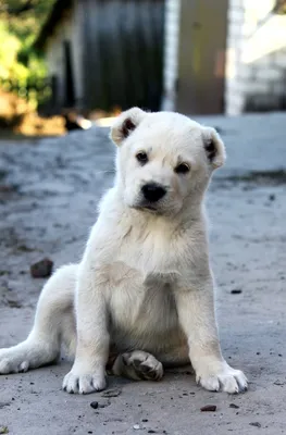 Собака алабай фото щенок фотографии