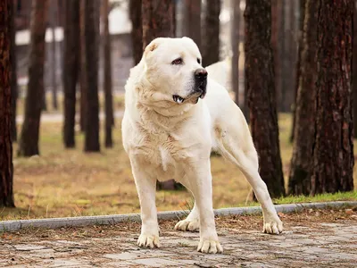 Алабай собака щенок - 76 фото