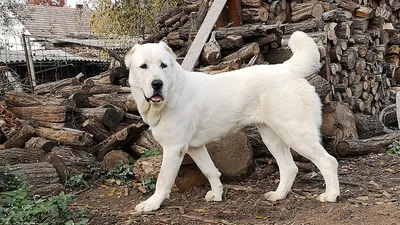 1,5 месяца алабай, #алабай #щенок | Питбультерьер, Щенок, Смешные фото собак