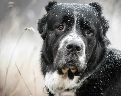 Собака Алабай, белый щенок, Подольск. | Pet911.ru