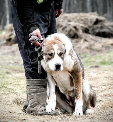 Пропал щенок Алабай Хамат в Мотяково, Люберцы (клеймо YSN 135) | Pet911.ru