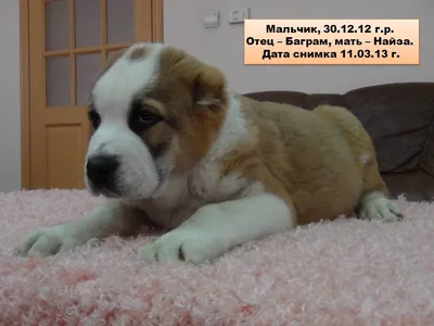 Щенки - Щенок 2 месяца - Породистая - Алабай (Среднеазиатская овчарка) -  Москва - собаки в добрые руки