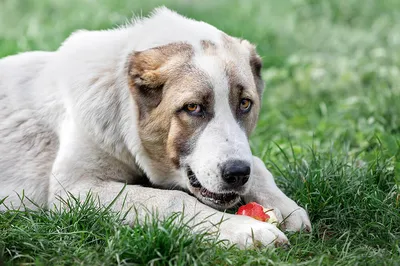 Алабай собака щенок - 76 фото