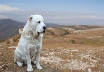 Пропала собака Алабай, белая с пятнами, Новороссийск | Pet911.ru