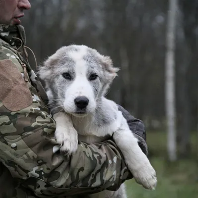 Собака Алабай найдена в д. Лихуны, Калужская область | Pet911.ru