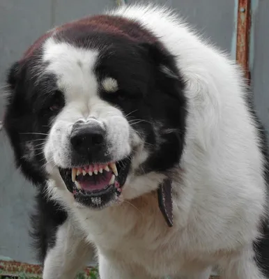 Собака Алабай, рыжего окраса, без ошейника, Зюзино | Pet911.ru