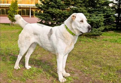 Самая устрашающая собака в Мире - АЛАБАЙ из Казахстана - YouTube