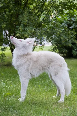 Собакаальбинос — стоковые фотографии и другие картинки Альбинос - Альбинос,  Белый, Голубой - iStock