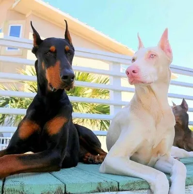 Dog Stock Photo - Download Image Now - Albino, Animal, Animal Themes -  iStock