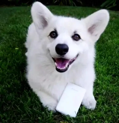 Собака с особыми потребностями стала звездой Instagram