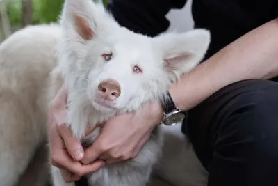 Радостная слепая собака альбинос …» — создано в Шедевруме