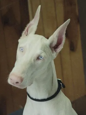 Собака альбинос» — создано в Шедевруме