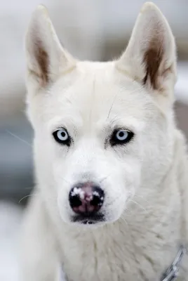 Волк альбинос (31 фото) - 31 фото
