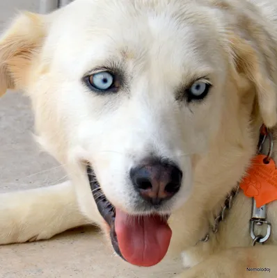 Белая собака, альбинос,глаза разного…» — создано в Шедевруме