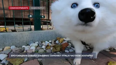 Енотовидная собака-альбинос с голубыми глазами прищуривается