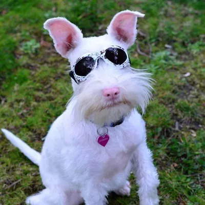 Собака альбинос - 75 фото