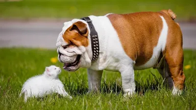 Английский бульдог - описание породы собак: характер, особенности  поведения, размер, отзывы и фото - Питомцы Mail.ru