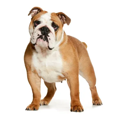 Английский бульдог порода собак - товары для булдога | VetaStar