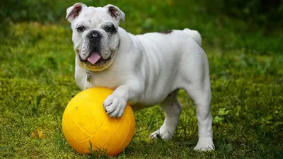 Английский бульдог собака: фото, характер, описание породы