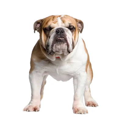 Купить реалистичная мягкая игрушка Hansa Creation Собака английский бульдог,  75 см, цены на Мегамаркет