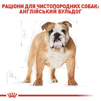 Английский бульдог: фото, описание породы, характер | Royal Canin