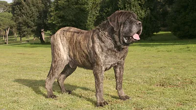 Порода собак английский мастиф - World-dogs.ru
