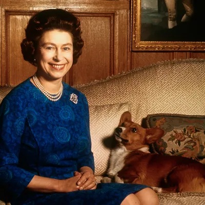 Любимая порода собак английской королевы Елизаветы II | Собаки |  Dogsacademy.ru | Дзен