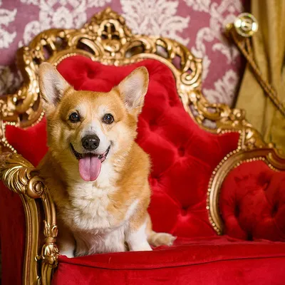 Порода собак английской королевы - 79 фото