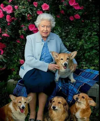 Собака английской королевы (35 фото) - 35 фото