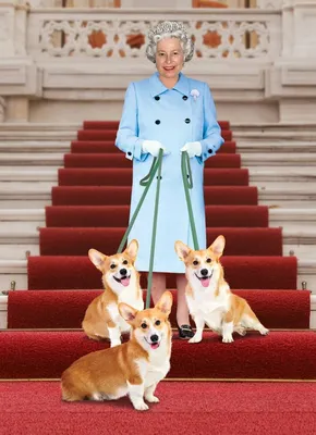 СМИ: Британская королева купила щенка корги за 2,6 тысячи фунтов -  Российская газета