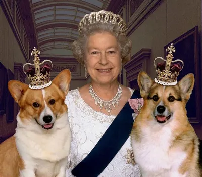Собаки — очень королевские друзья Британии!