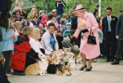Любимая порода собак английской королевы - 76 фото