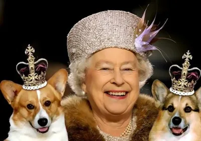 Собаки английской королевы: корги Елизаветы 2-ой - YouTube