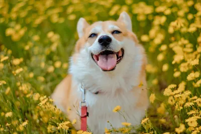 Животное собаки Corgi прекрасный Стоковое Фото - изображение насчитывающей  англия, лучший: 185893364