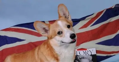 Собаку английской королевы» обещали доставить мошенники из Новороссийска