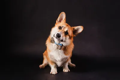 Животное собаки Corgi прекрасный Стоковое Фото - изображение насчитывающей  собаки, яркое: 185893378