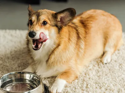 Собака вельш-корги пемброк: 🐕 фото, описание и характер породы