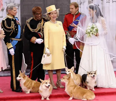 История породы вельш-корги | Royal Canin