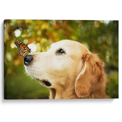 Собака бабочка - 64 фото