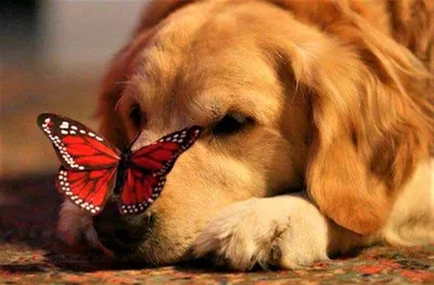 Собака и Бабочка на носу собаки …» — создано в Шедевруме