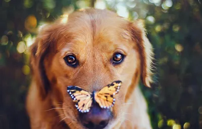 Картина по номерам ArtStory Собака и бабочка 40*50см
