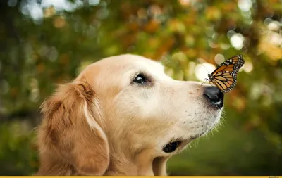 Бабочка нашла укромное место на носу у собаки. Показываем умилительные фото