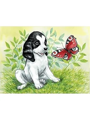 Картинки ретривера Собаки Бабочки животное 2048x1315