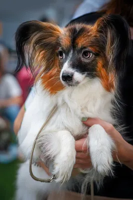 Папильон собака фото, описание породы собаки бабочки, отзывы плюсы и минусы