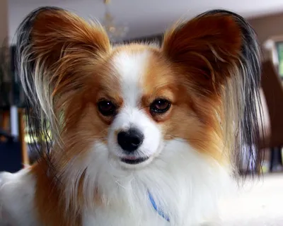 Папильон – это небольшая собака декоративной породы, красивые ушки которой  напоминают крылья бабочки. За это порода и получила такое название, так как  с... | By grooming.shop | Facebook
