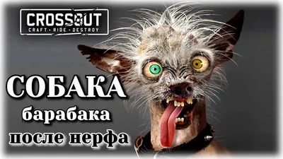 Купить Чехол для телефона с картинкой №2417 Собака-барабака в Минске