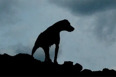 Фото: Шерлок Холмс и доктор Ватсон: Собака Баскервилей | Шерлок холмс,  Шерлок, Фильмы