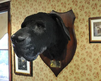 Собака Баскервилей светящийся фосфор …» — создано в Шедевруме