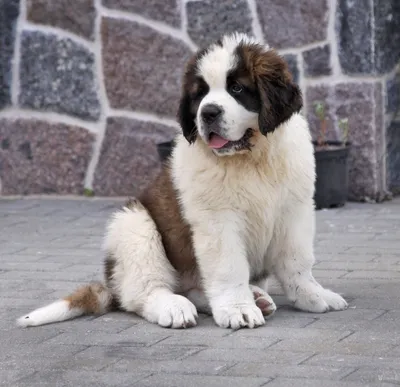 Порода собаки из фильма «Бетховен»: фото, название, цена | «Дай Лапу»