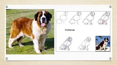 Не популярная порода-Сенбернар | Собака с кинологом | Дзен